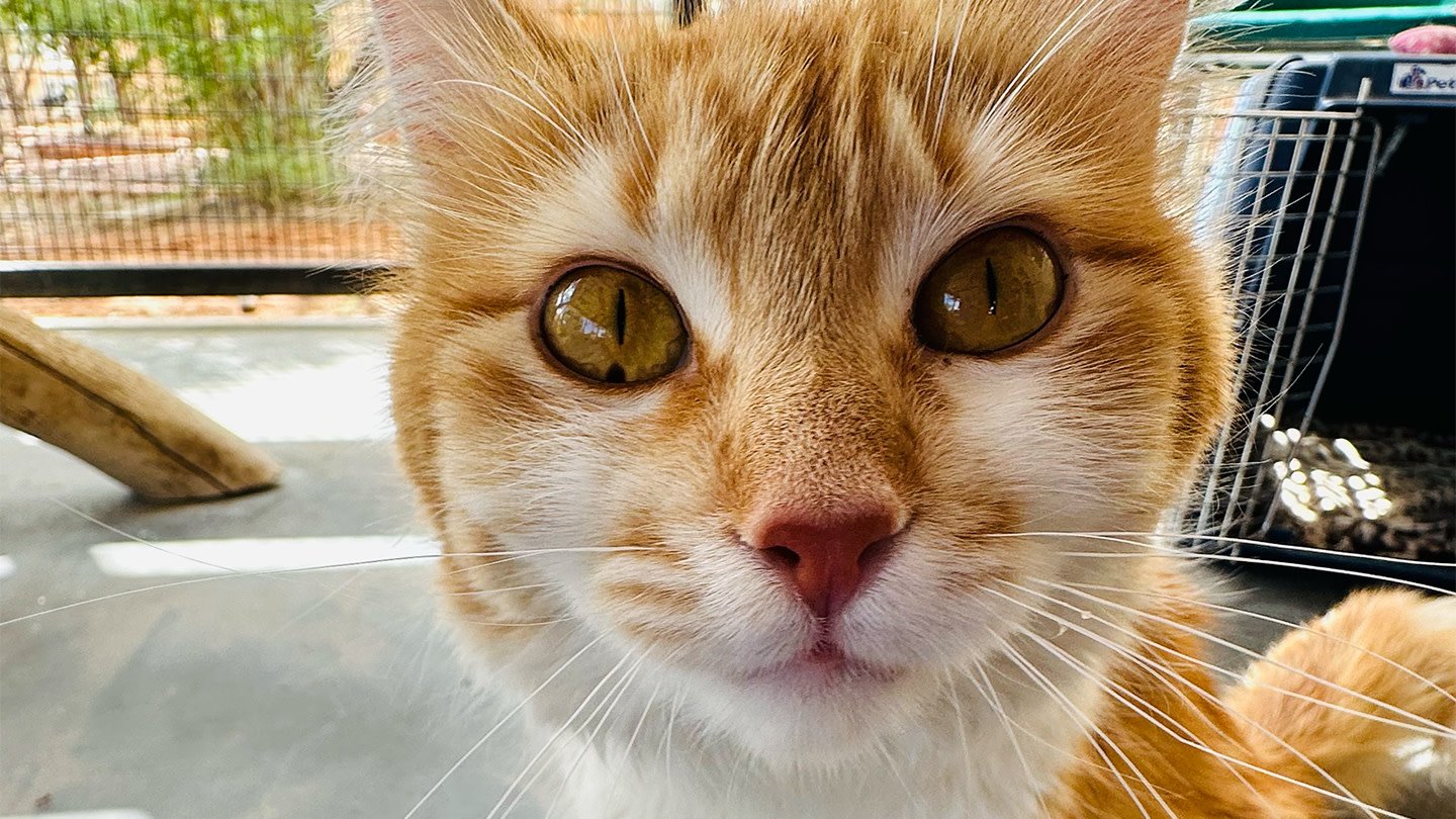 Kitty